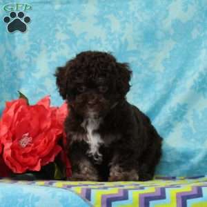 Fox, Toy Poodle Puppy
